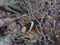 Anemonenfisch 107